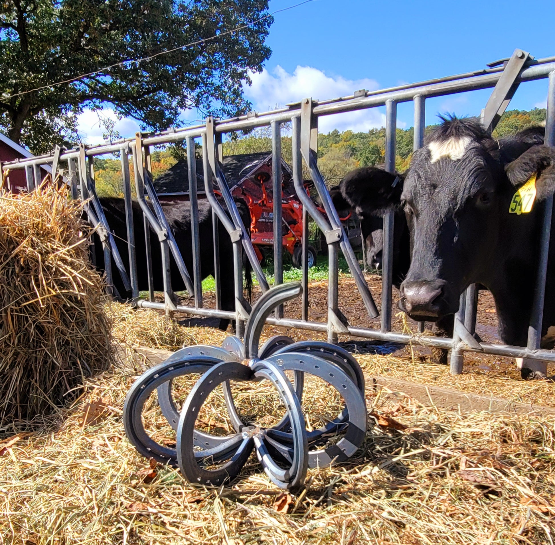 Horseshoe Pumpkin - Arc and Hammer